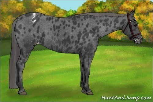 Horse Color:Black Appaloosa