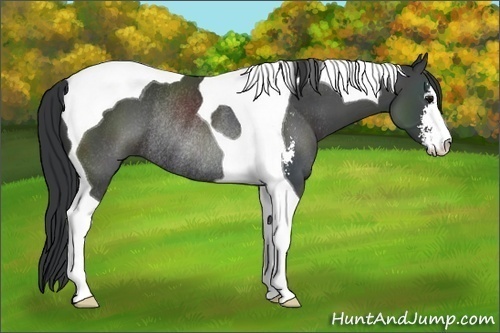 Horse Color:Black Sabino Tobiano Rabicano 