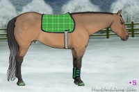 Horse Color:Brown Dun