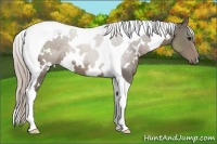Horse Color:White Spotted Silver Black Tobiano 