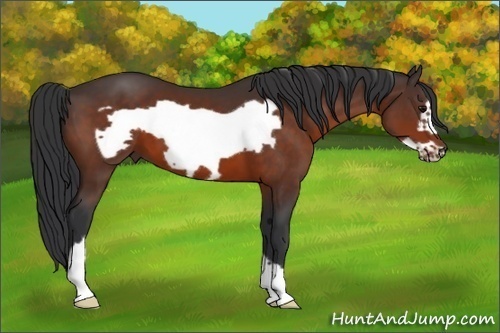 Horse Color:Bay Frame 