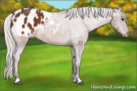 Horse Color:Silver Bay Appaloosa