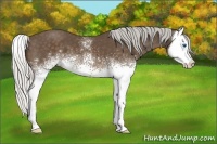 Horse Color:White Spotted Silver Buckskin Splash 