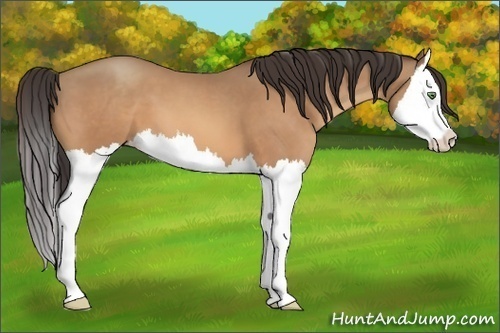 Horse Color:Amber Champagne Splash 