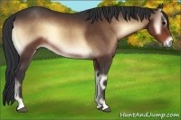 Horse Color:Bay Onyx 