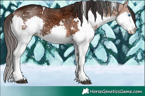 Horse Color:White Spotted Bay Ice Splash 