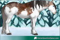 Horse Color:White Spotted Bay Ice Splash 