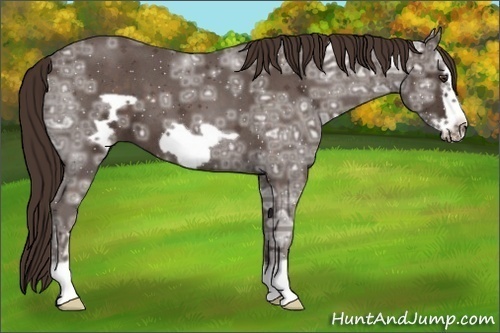 Horse Color:Liver Red Ice Roan Frame