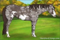 Horse Color:Liver Red Ice Roan Frame