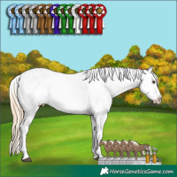 Horse Color:Chocolate Palomino Mushroom Appaloosa Rabicano 