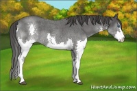 Horse Color:Smoky Blue Roan Splash