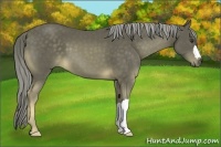 Horse Color:Chocolate Palomino 