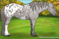 Horse Color:Grullo Appaloosa 