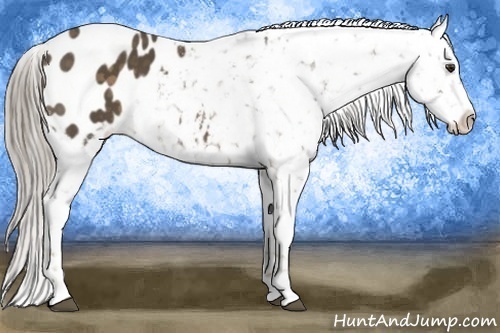 Horse Color:Chocolate Palomino Appaloosa Rabicano
