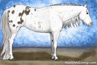 Horse Color:Chocolate Palomino Appaloosa Rabicano