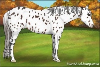 Horse Color:Bay Sabino Near Leopard