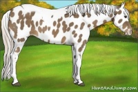 Horse Color:Chocolate Palomino Tobiano Near Leopard