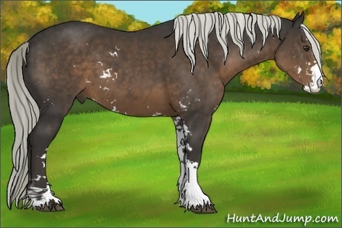 Horse Color:Liver Chestnut Sabino