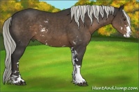 Horse Color:Liver Chestnut Sabino 