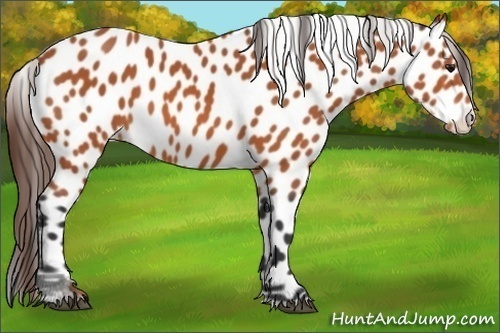 Horse Color:Bay Appaloosa 