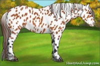 Horse Color:Bay Appaloosa 