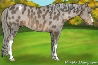 Horse Color:Liver Chestnut Appaloosa 