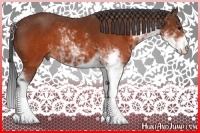 Horse Color:Brown Sabino