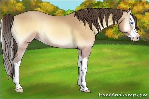 Horse Color:Amber Cream Champagne Onyx Sabino Splash Rabicano