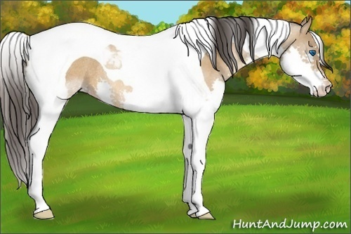 Horse Color:Amber Champagne Splash Tobiano Rabicano 