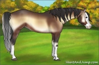 Horse Color:Bay Onyx Sabino Splash