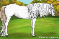Horse Color:Buckskin Varnish