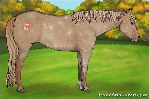 Horse Color:Red Dun 