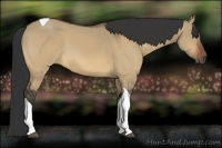 Horse Color:Bay Dun Tobiano 