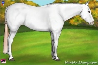 Horse Color:Chestnut Ice Tobiano Appaloosa 