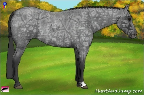 Horse Color:Blue Ice Roan 