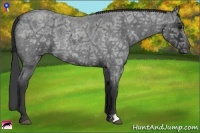 Horse Color:Blue Ice Roan 