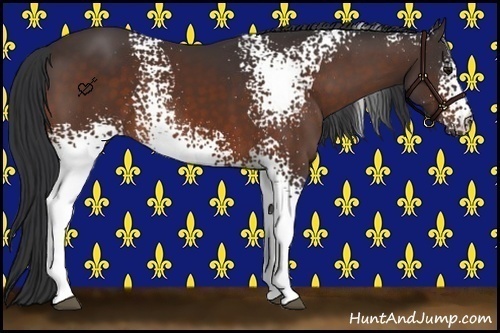 Horse Color:White Spotted Bay 