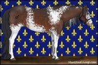 Horse Color:White Spotted Bay 