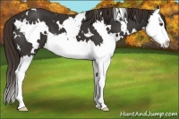 Horse Color:White Spotted Liver Chestnut Splash