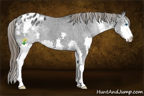 Horse Color:Black Splash Appaloosa 