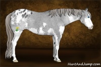 Horse Color:Black Splash Appaloosa 