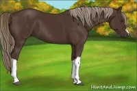 Horse Color:Liver Chestnut 