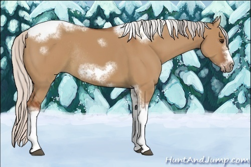Horse Color:Silver Bay Dun Sabino Tobiano Frame Rabicano 