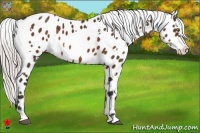 Horse Color:White Spotted Silver Bay Appaloosa