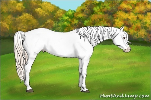 Horse Color:Palomino Snowflake Varnish 