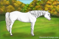 Horse Color:Palomino Snowflake Varnish 