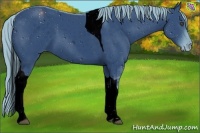 Horse Color:ERROR: UNKNOWN ANOMALY