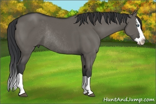 Horse Color:Grullo Splash Rabicano