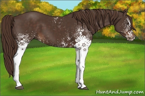 Horse Color:White Spotted Liver Chestnut Sabino 