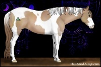 Horse Color:Black Pearl Sabino Tobiano